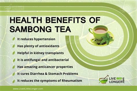 sambong benefits|sambong tea side effects.